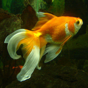 goldfish-aquarium-1359988-300X299