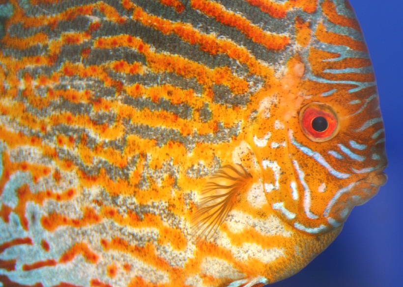 How Do You Clear Cloudy Aquarium Water?